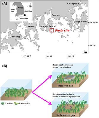 Recolonization Dynamics of Warm Affinity Halophila nipponica in a Temperate Seagrass Meadow With Zostera marina